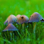 Why Fungus Grows in My Garden and How to Get Rid of Them Why Fungus Grows in My Garden and How to Get Rid of Them
