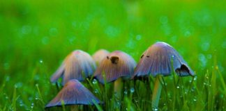 Why Fungus Grows in My Garden and How to Get Rid of Them Why Fungus Grows in My Garden and How to Get Rid of Them