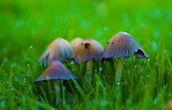 Why Fungus Grows in My Garden and How to Get Rid of Them Why Fungus Grows in My Garden and How to Get Rid of Them