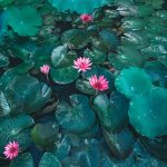+50 aquatic plants: names and characteristics – with images 50+-aquatic-plants-names-and-characteristics-–-with-images