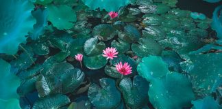 +50 aquatic plants: names and characteristics – with images 50+-aquatic-plants-names-and-characteristics-–-with-images