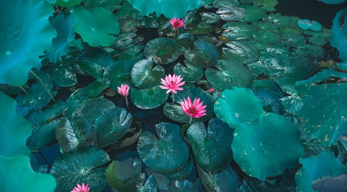 +50 aquatic plants: names and characteristics – with images 50+-aquatic-plants-names-and-characteristics-–-with-images