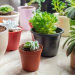 Advantages and disadvantages of plastic pots Advantages-and-disadvantages-of-plastic-pots