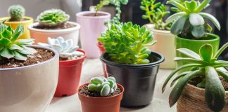 Advantages and disadvantages of plastic pots Advantages-and-disadvantages-of-plastic-pots