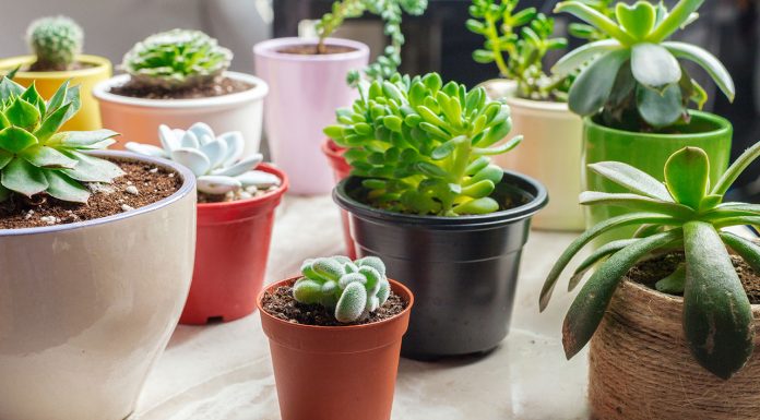 Advantages and disadvantages of plastic pots Advantages-and-disadvantages-of-plastic-pots