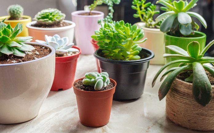 Advantages-and-disadvantages-of-plastic-pots