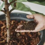 Akadama: what it is and what it is for Akadama-what-it-is-and-what-it-is-for