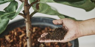 Akadama: what it is and what it is for Akadama-what-it-is-and-what-it-is-for