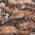 Benefits of Pine Bark for the Garden Benefits-of-Pine-Bark-for-the-Garden