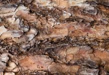 Benefits of Pine Bark for the Garden Benefits-of-Pine-Bark-for-the-Garden