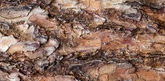 Benefits of Pine Bark for the Garden Benefits-of-Pine-Bark-for-the-Garden