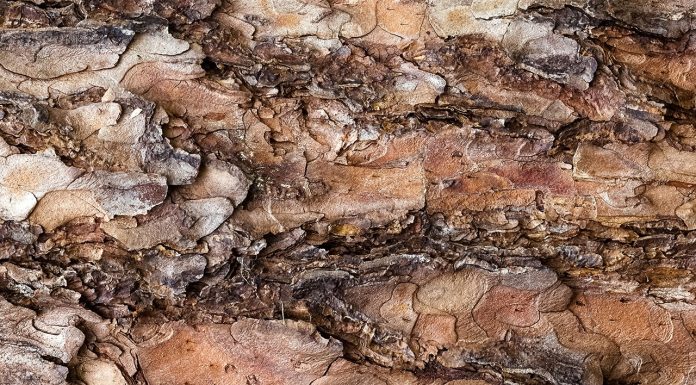 Benefits of Pine Bark for the Garden Benefits-of-Pine-Bark-for-the-Garden