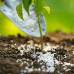 Difference Between Fertilizer and Fertilizer Difference-Between-Fertilizer-and-Fertilizer