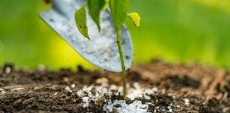 Difference Between Fertilizer and Fertilizer Difference-Between-Fertilizer-and-Fertilizer