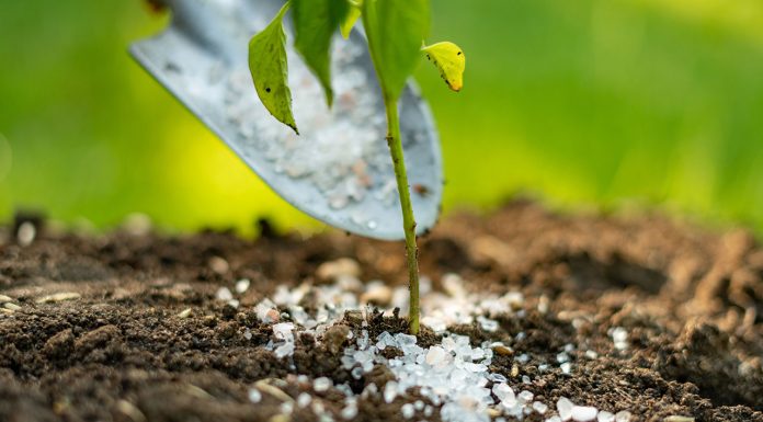 Difference Between Fertilizer and Fertilizer Difference-Between-Fertilizer-and-Fertilizer