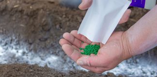 Do ashes serve as fertilizer for plants? Do-ashes-serve-as-fertilizer-for-plants