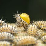 Eliminating Mealybug: Treatment and Home Remedies Eliminating-Mealybug-Treatment-and-Home-Remedies