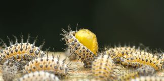 Eliminating Mealybug: Treatment and Home Remedies Eliminating-Mealybug-Treatment-and-Home-Remedies