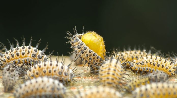 Eliminating Mealybug: Treatment and Home Remedies Eliminating-Mealybug-Treatment-and-Home-Remedies