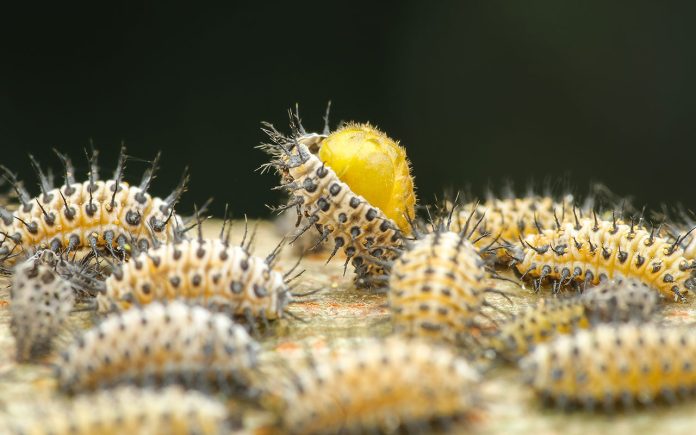 Eliminating-Mealybug-Treatment-and-Home-Remedies