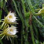 Epiphyllum anguliger: care and care Epiphyllum-anguliger-care-and-care