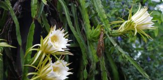 Epiphyllum anguliger: care and care Epiphyllum-anguliger-care-and-care