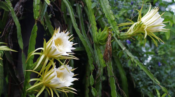 Epiphyllum anguliger: care and care Epiphyllum-anguliger-care-and-care