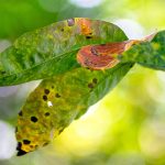 Fighting rust Fighting-rust