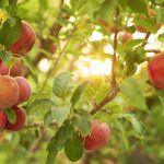 Fruit trees for every climate Fruit-trees-for-every-climate