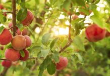 Fruit trees for every climate Fruit-trees-for-every-climate