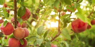 Fruit trees for every climate Fruit-trees-for-every-climate