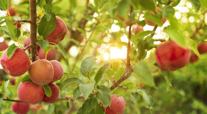 Fruit trees for every climate Fruit-trees-for-every-climate