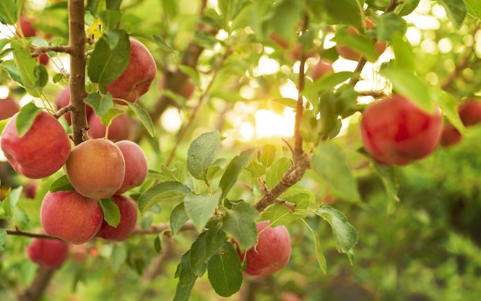 Fruit-trees-for-every-climate