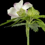 Geranium pests and diseases Geranium-pests-and-diseases