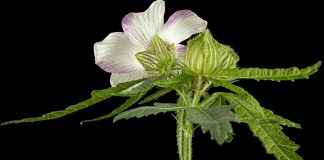 Geranium pests and diseases Geranium-pests-and-diseases