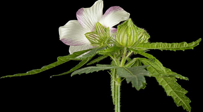 Geranium pests and diseases Geranium-pests-and-diseases