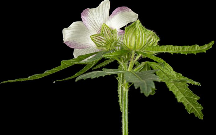 Geranium-pests-and-diseases