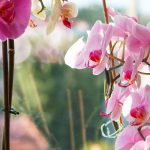 Growing Orchids on Trees Growing-Orchids-on-Trees