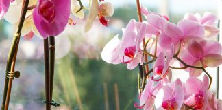 Growing Orchids on Trees Growing-Orchids-on-Trees