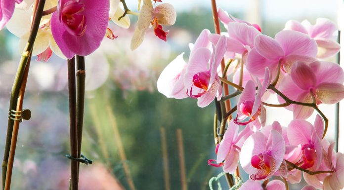 Growing Orchids on Trees Growing-Orchids-on-Trees
