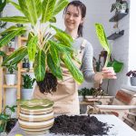 Heat-absorbing plants Heat-absorbing-plants