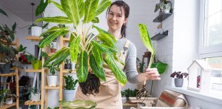 Heat-absorbing plants Heat-absorbing-plants