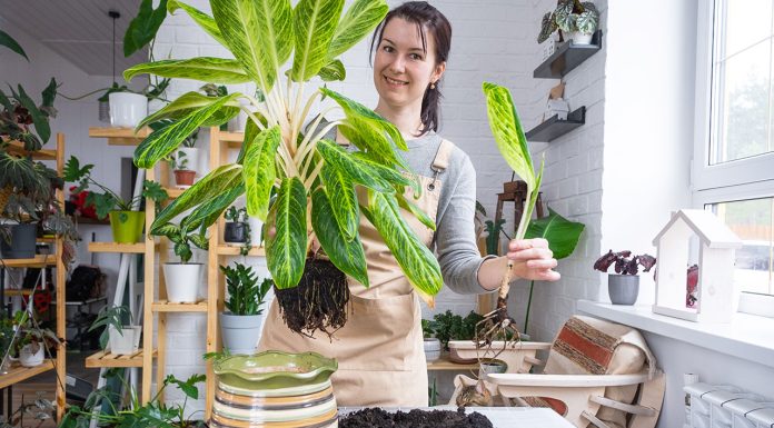 Heat-absorbing plants Heat-absorbing-plants