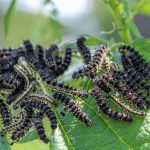 Home Remedies to Remove Caterpillars from Plants Home-Remedies-to-Remove-Caterpillars-from-Plants