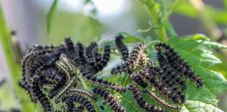Home Remedies to Remove Caterpillars from Plants Home-Remedies-to-Remove-Caterpillars-from-Plants