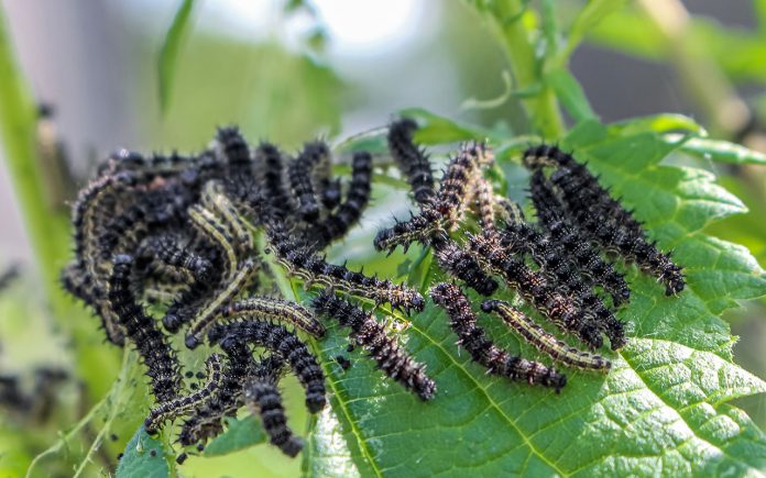 Home-Remedies-to-Remove-Caterpillars-from-Plants