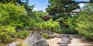 Home remedies for the pine processionary Home-remedies-for-the-pine-processionary