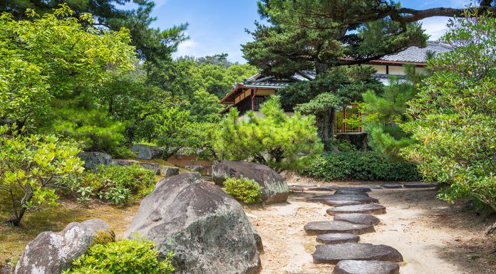 Home remedies for the pine processionary Home-remedies-for-the-pine-processionary