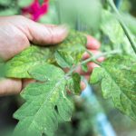 How to Combat Powdery Mildew with Home Remedies How-to-Combat-Powdery-Mildew-with-Home-Remedies