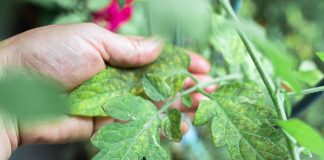 How to Combat Powdery Mildew with Home Remedies How-to-Combat-Powdery-Mildew-with-Home-Remedies